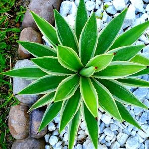 Yucca Gloriosa Variegata "Florida Spanish Dagger" 10"-12" tall yearling plant